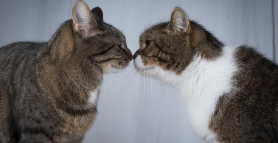 Alpha Cat Behavior