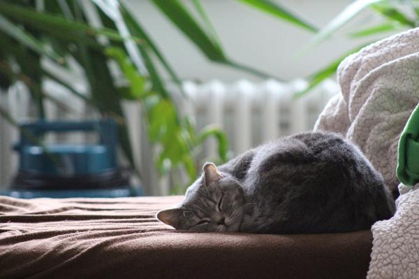 How Long Does a Cat Take to Adjust to a New Home? - Before the cat arrives in the new home