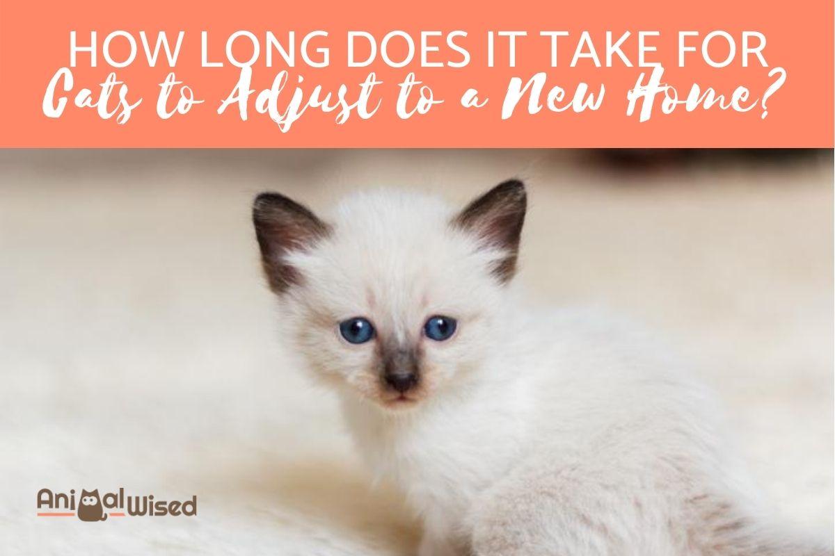 How Long Does a Cat Take to Adjust to a New Home?