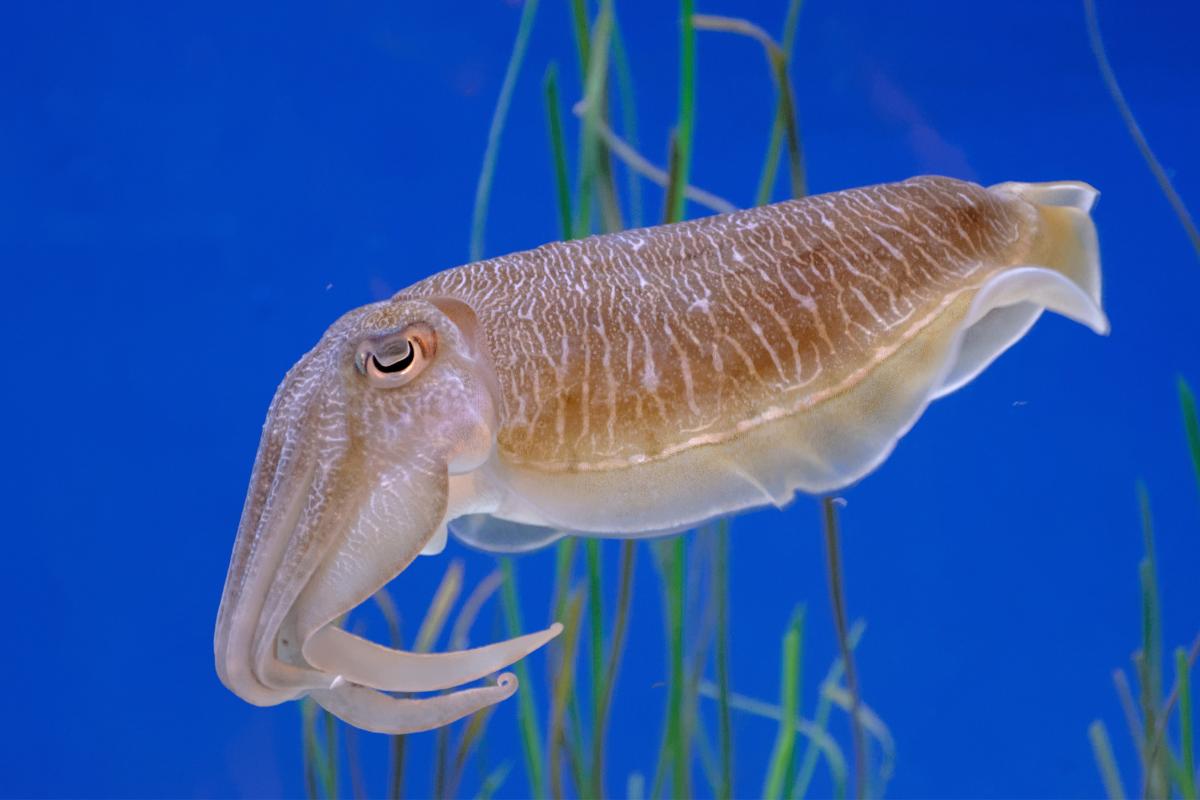 How Many Tentacles Do Squids Have? - Facts & Answers