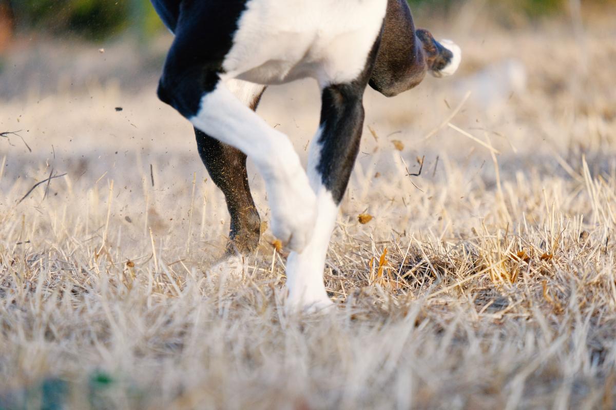 Tendinitis in Dogs - Symptoms, Causes and Treatment