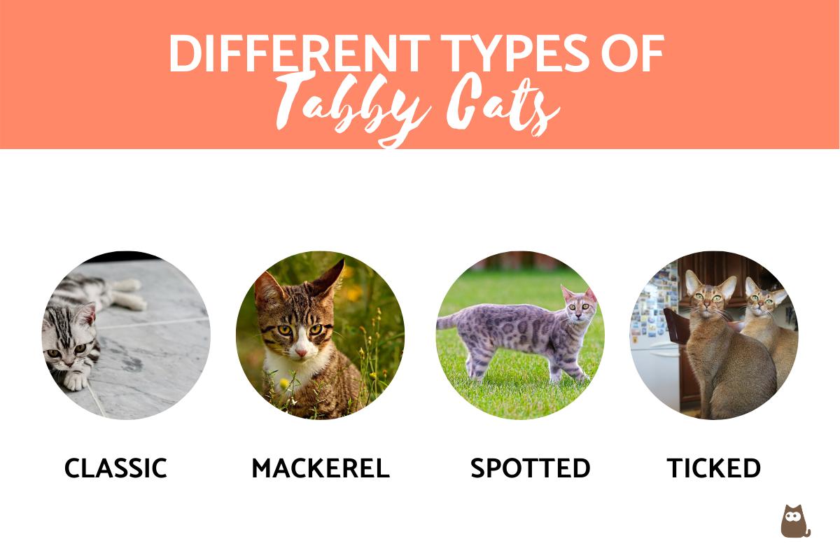 Types of Tabby Cats - Is there a Tabby Cat Breed?