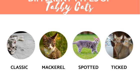 Types of Tabby Cats - Is there a Tabby Cat Breed?