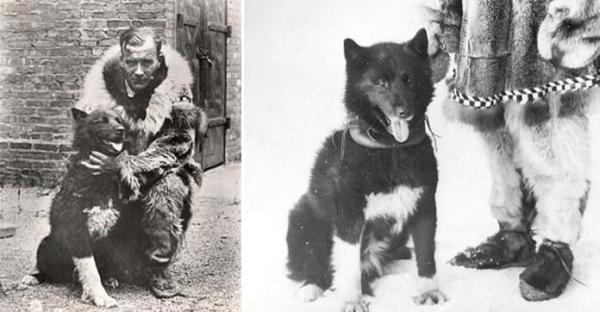 10 Things You Didn't Know About Siberian Huskies - 10. Balto: an unprecedented hero