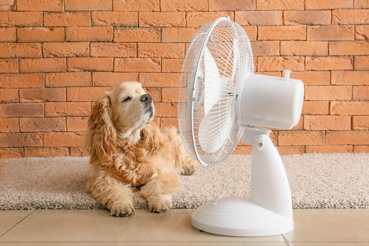 Are AC and Fans Safe for Dogs?