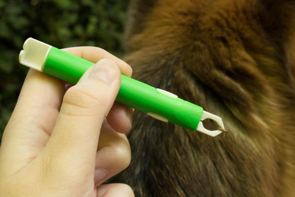 My Dog Has Ticks and Sleeps in My Bed - How do I know if I've been bitten by a tick?