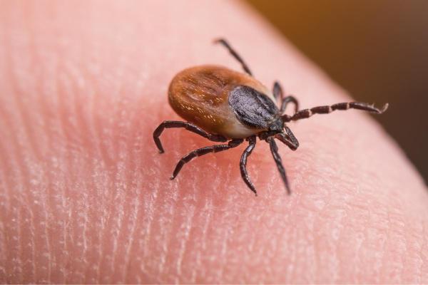 My Dog Has Ticks and Sleeps in My Bed - If my dog has ticks and sleeps in my bed, can they give them to me?