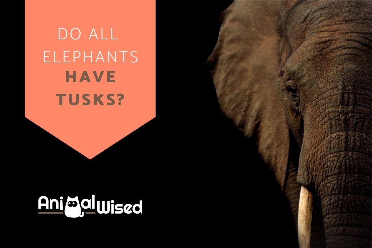 Do All Elephants Have Tusks?