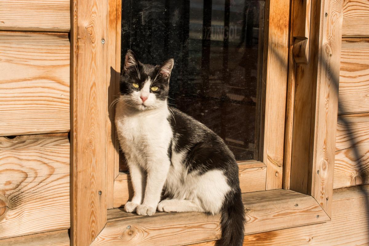 My Indoor Cat Wants to Go Outside