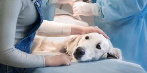 Liver Cancer in Dogs - Symptoms, Diagnosis, and Treatment