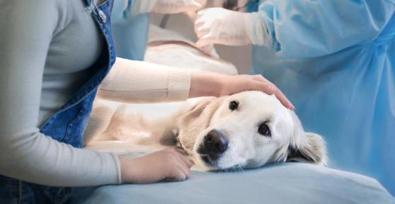 Liver Cancer in Dogs - Symptoms, Diagnosis, and Treatment