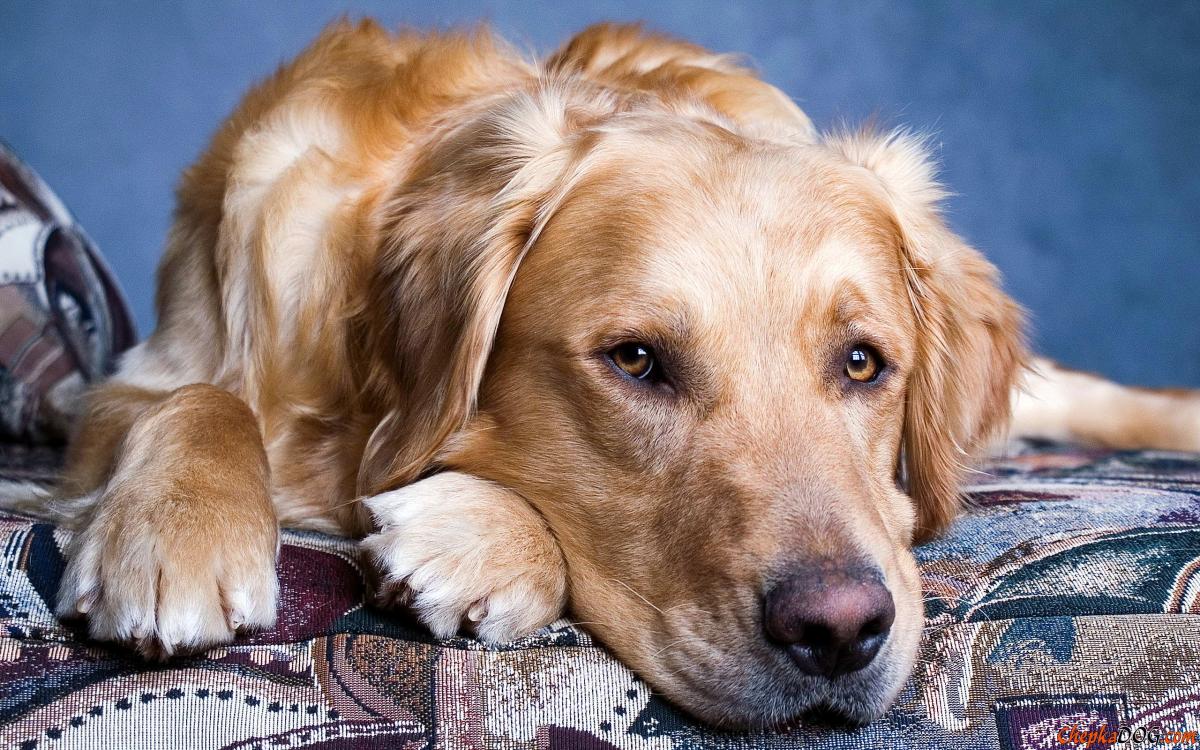 Punjabi Names for Dogs