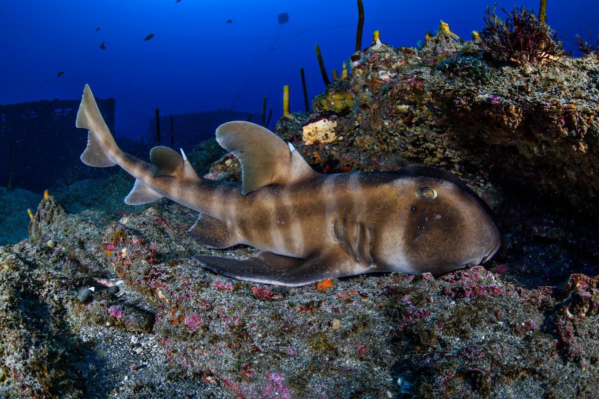 Do Sharks Sleep?