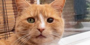 Anisocoria in Cats - Symptoms, Causes and Treatments