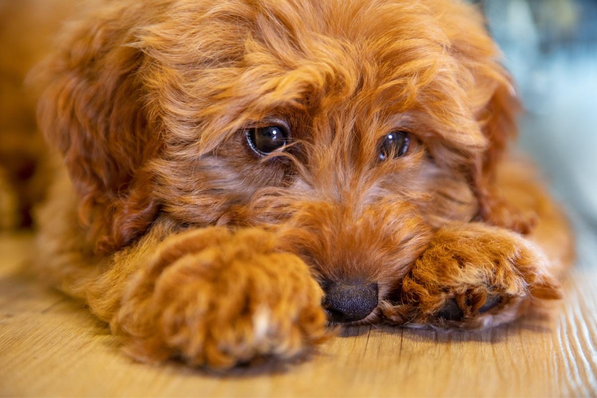 Can Dogs Die From Depression?