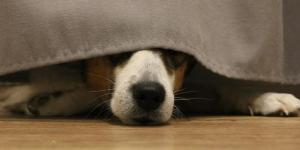 My Dog is Hiding and Acting Strange