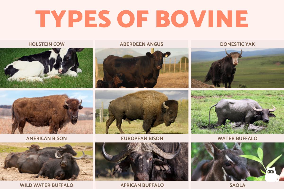 List of Bovine Animals Types of Bovine Species List of Bovine Animals Types of Bovine Species