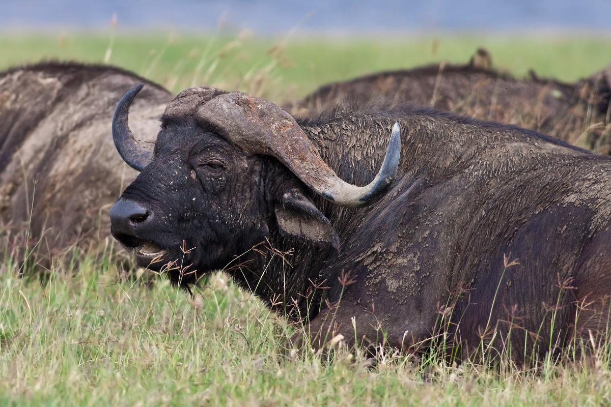 List of Bovine Animals