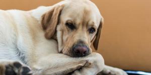 Controlling Pain and Inflammation in Your Dog with NSAIDs