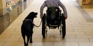 Top 10 Unbelievable Animals that Saved People's Lives