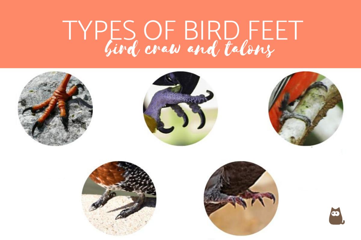 Types of Bird Feet