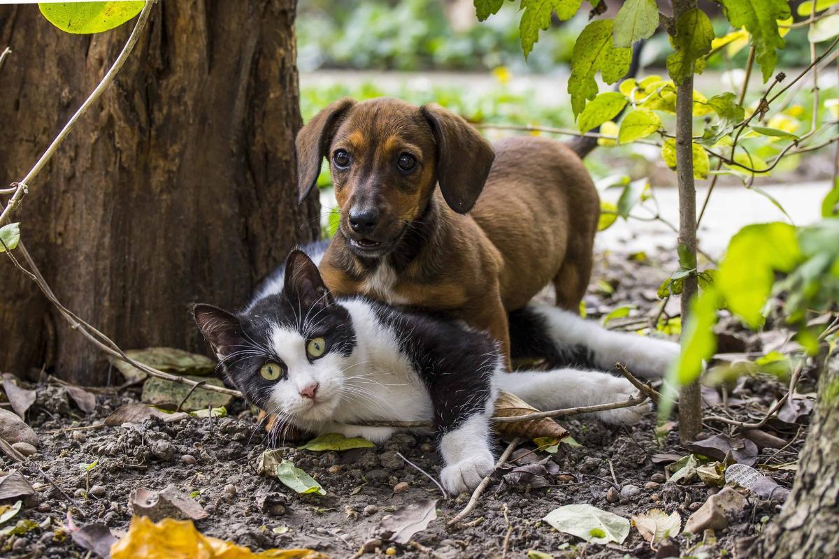 Breeding Between a Dog and Cat - What Is Interbreeding?