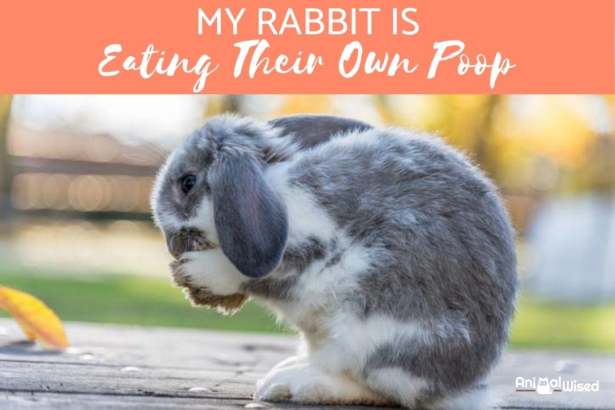 My Rabbit is Eating Their Own Poop
