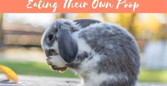 My Rabbit is Eating Their Own Poop