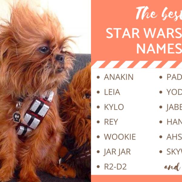 The Best Star Wars Dog Names 100 From All the Movies