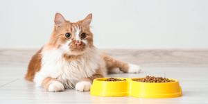 The 8 Best Cat Foods for Allergic Cats (and the Ingredient Checklist That Actually Matters)
