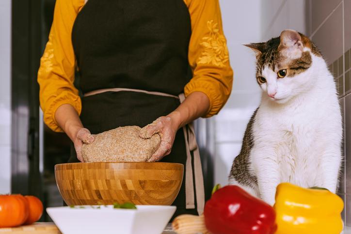 How to Cook Chicken for Cats 5 Easy Recipes