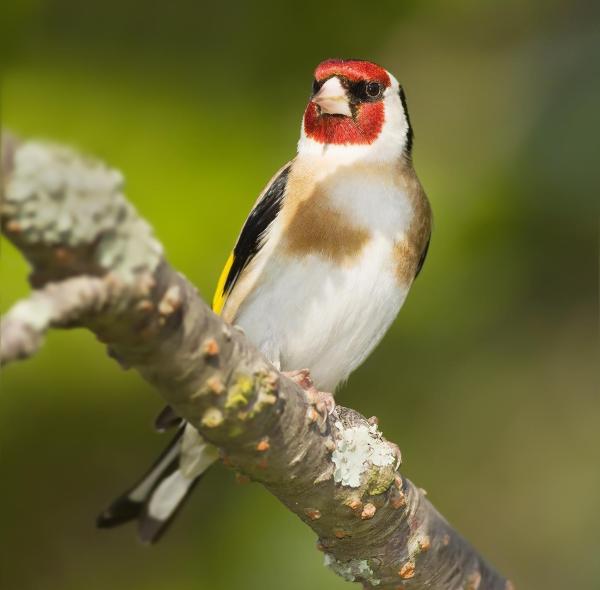 Caring for a Goldfinch: Basic Guidelines