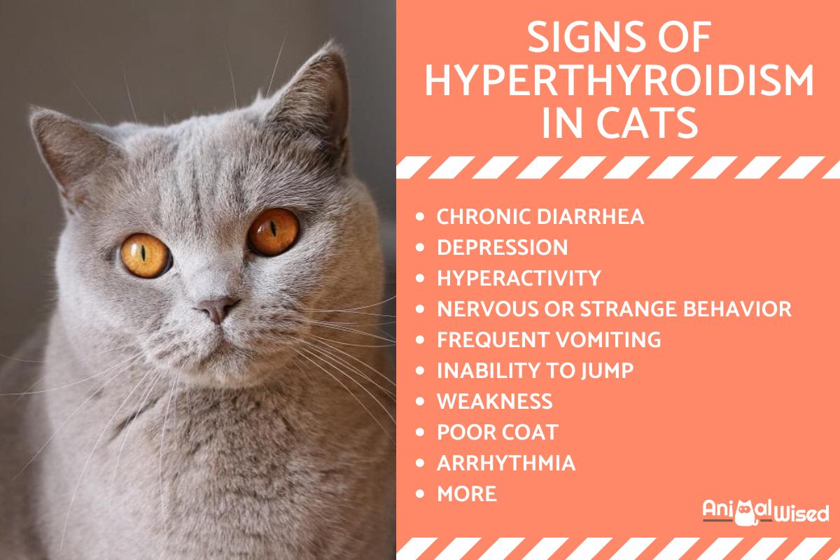 Symptoms of Hyperthyroidism in Cats