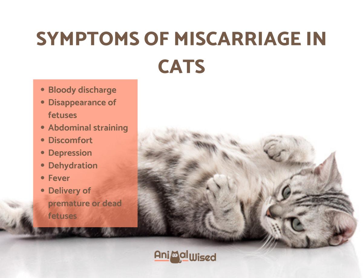 Can Cats Have Miscarriages?