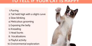How Can You Tell if Your Cat Is Happy?