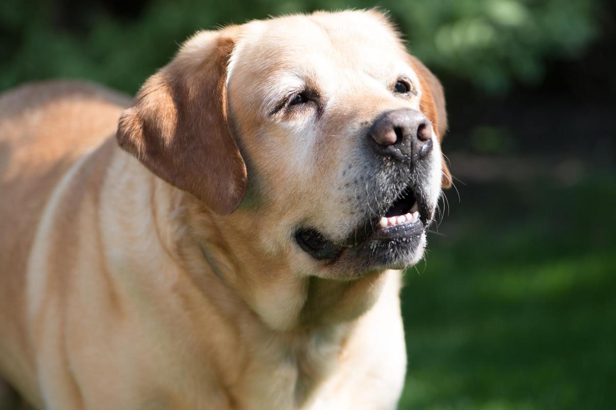 Selegiline in Dogs - Dosage, Uses and Side Effects