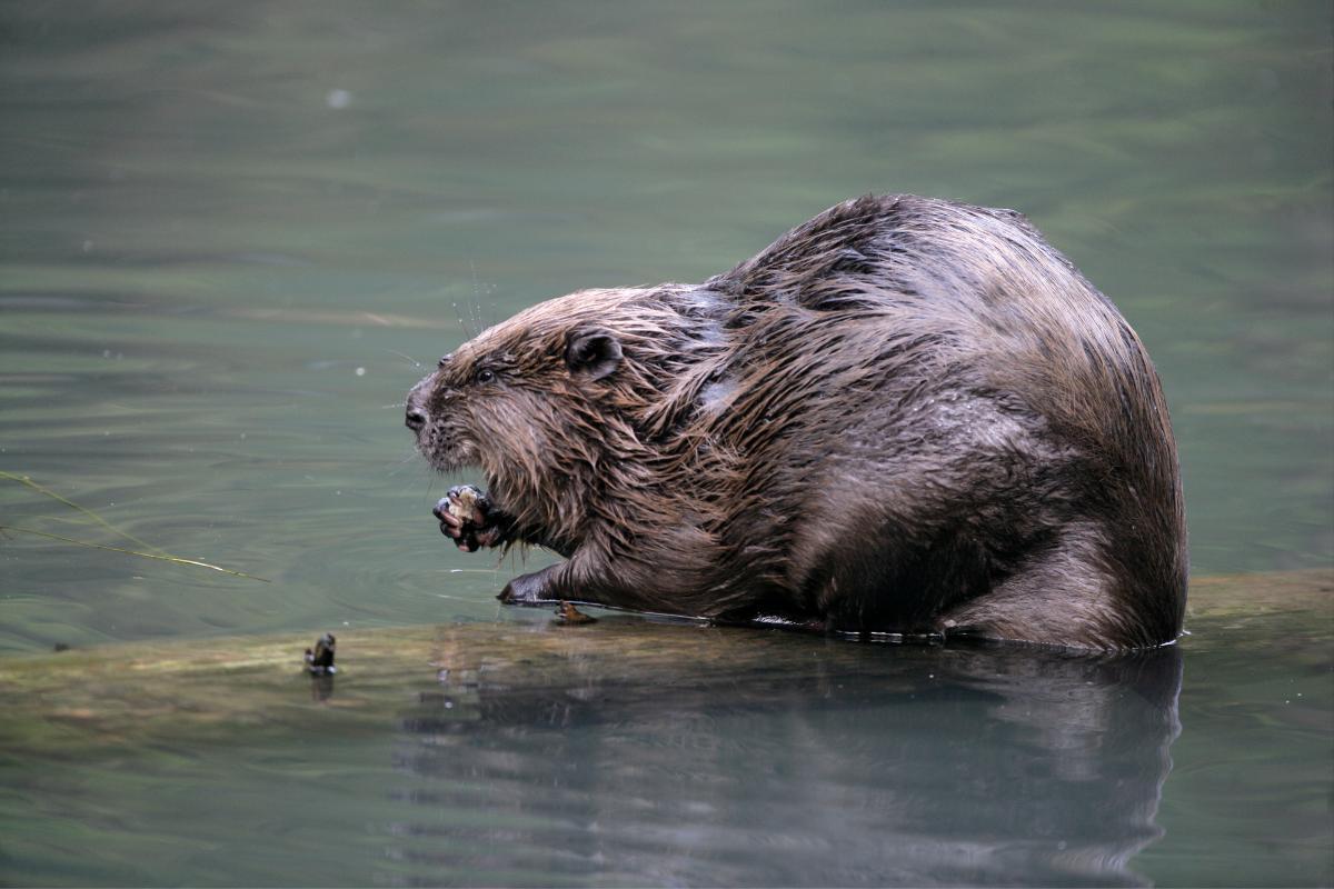 Where Do Beavers Live?