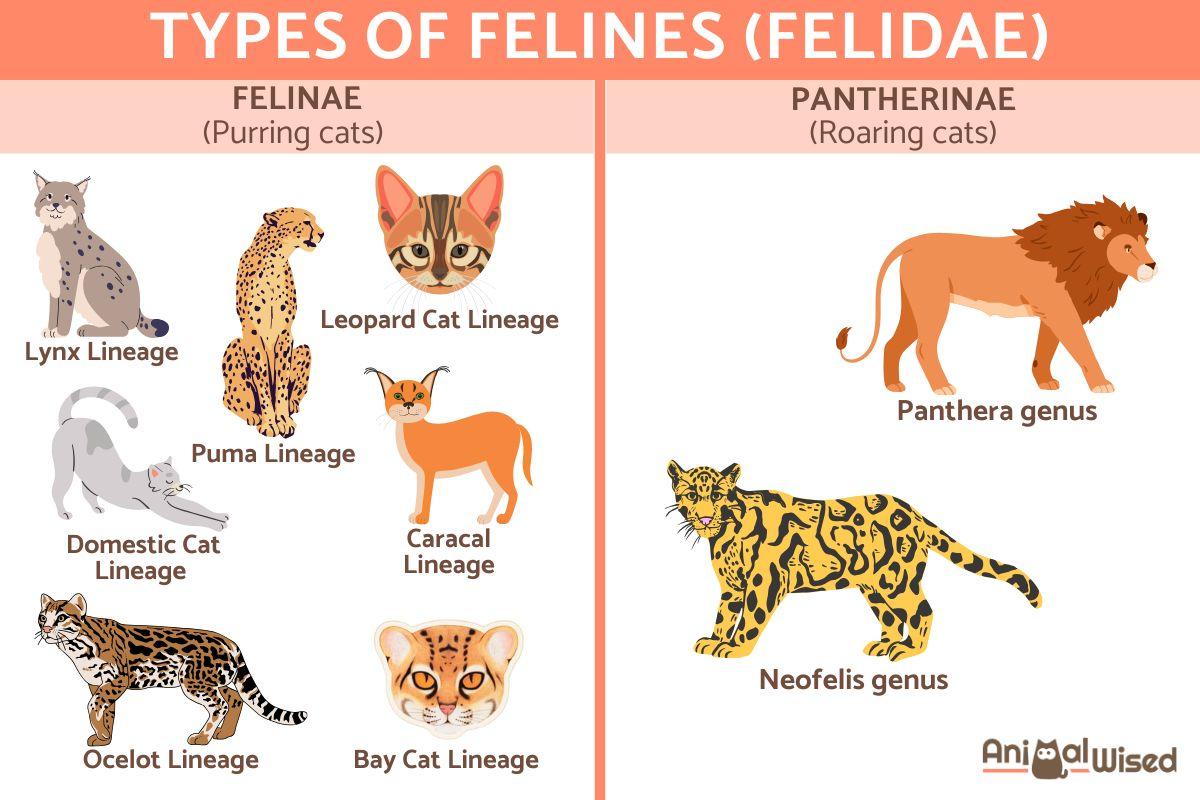 Feline (Felidae) Types Explained - Traits, Breeds, and Examples