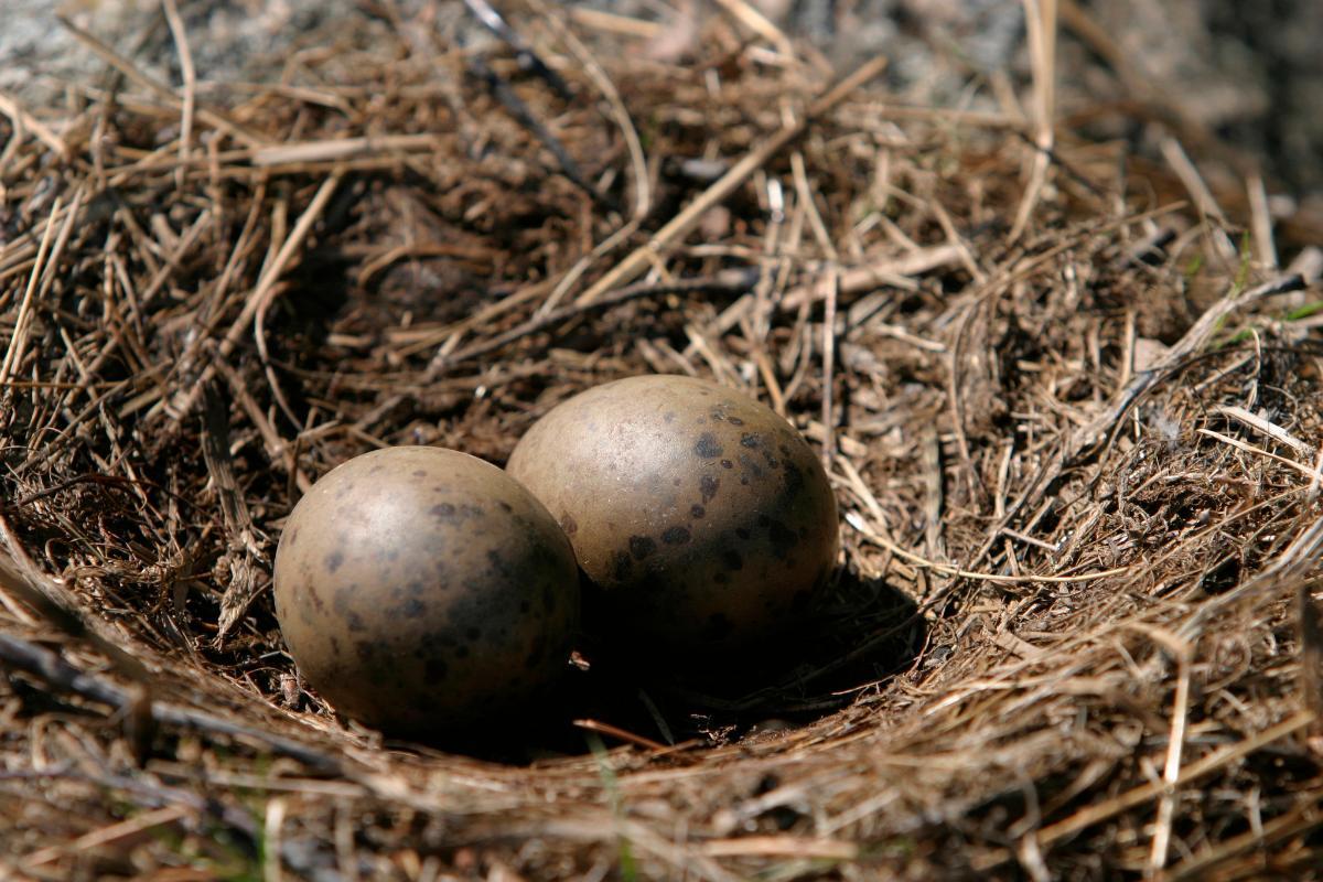 Where do seagulls nest? Nest Location, Size and Construction