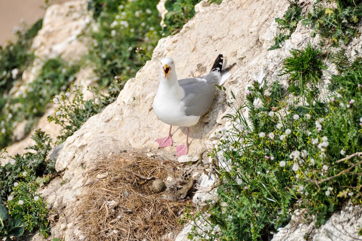 Where do seagulls nest? Nest Location, Size and Construction