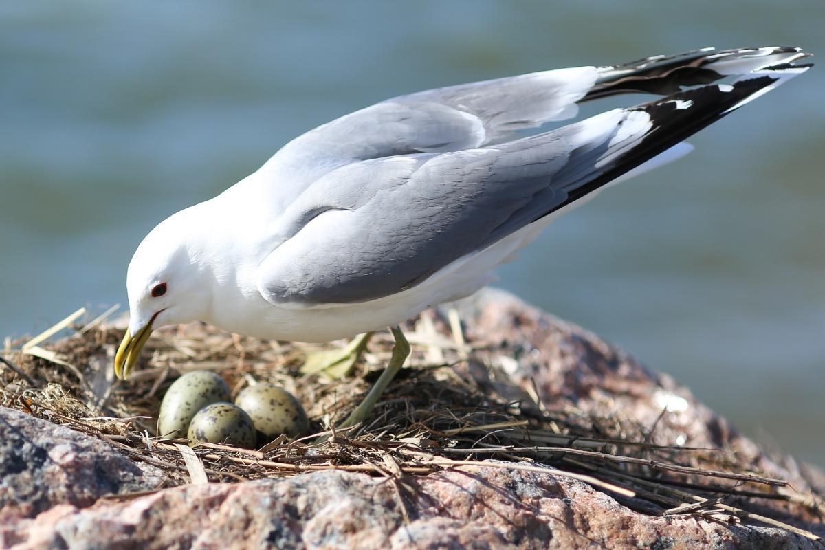 Where do seagulls nest? Nest Location, Size and Construction