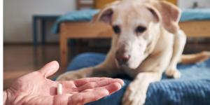 Dog Incontinence Medication Types