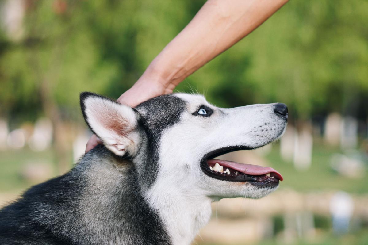 How to Take Care of a Siberian Husky