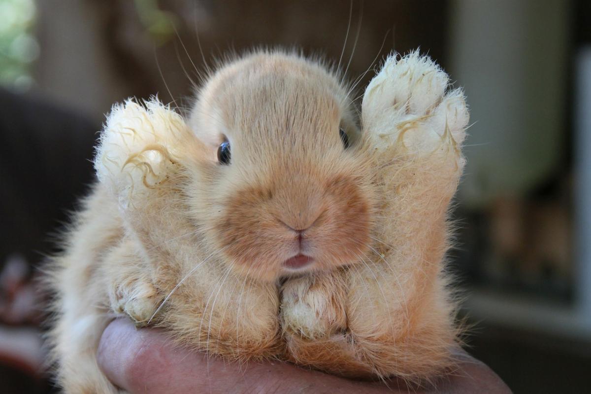 My Rabbit Has Diarrhea - Causes and Treatment