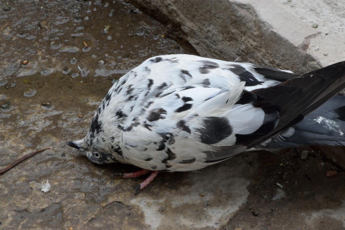 Zombie Pigeon Disease - Paramyxovirus Symptoms and Contagion