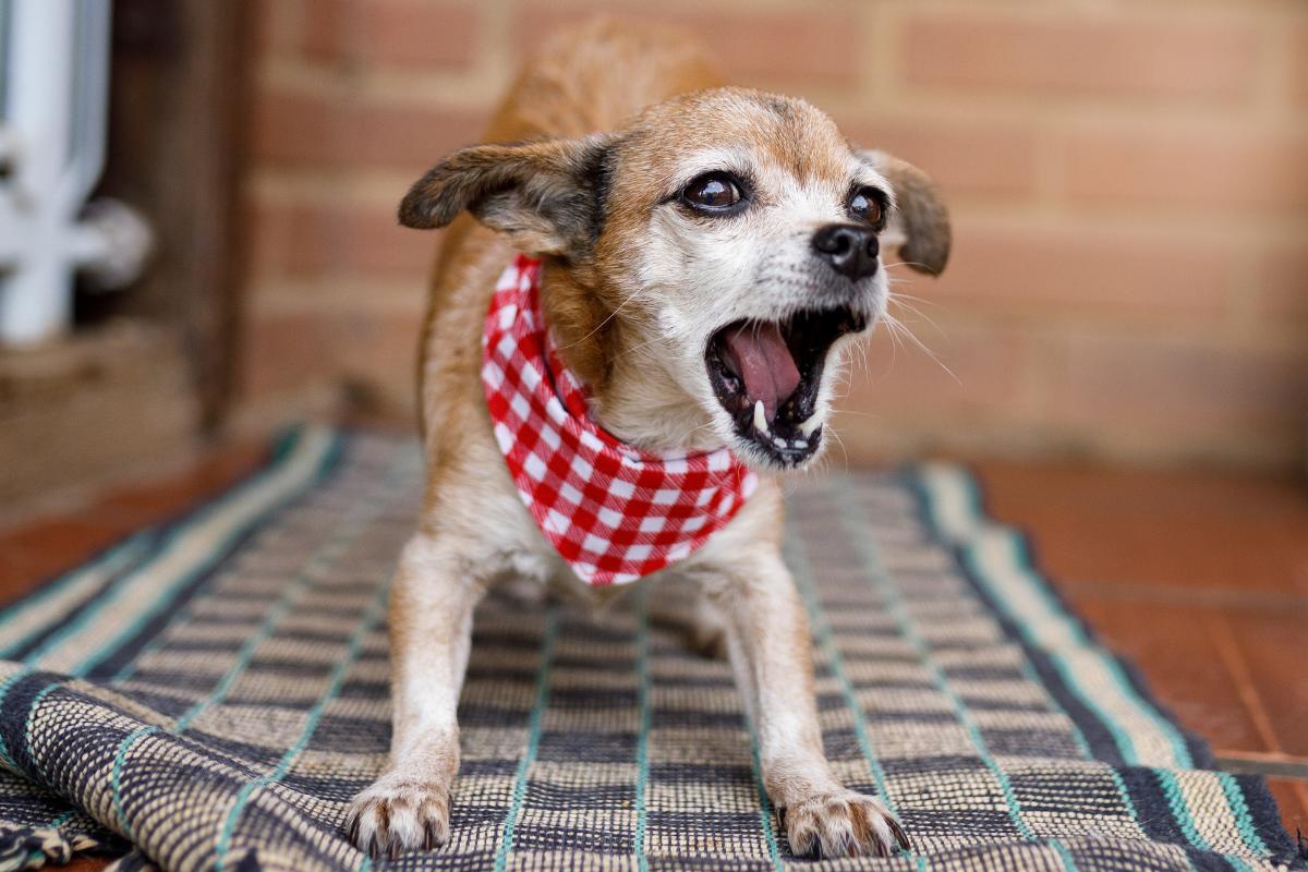Why Does My Dog Bark at the Door? - How to Stop It