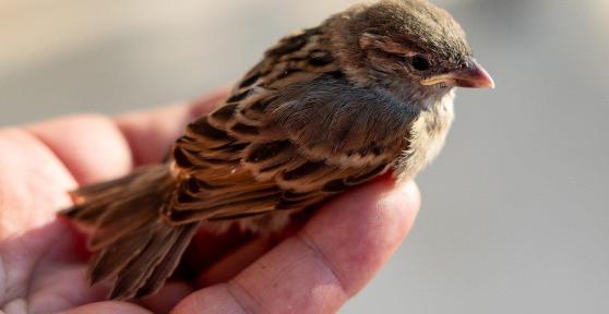 Can You Keep Sparrows in Cages?