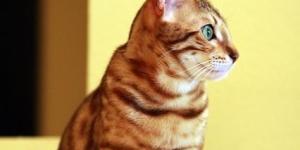 Differences Between Bengal Cats and Leopard Cats