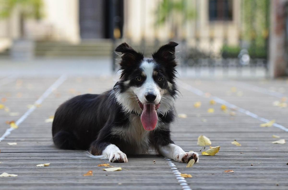 Does a Border Collie Need a Haircut?