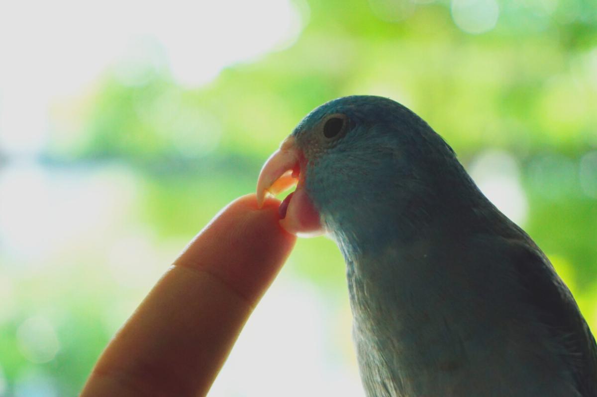 Why Is My Parrot Biting Me All of a Sudden?